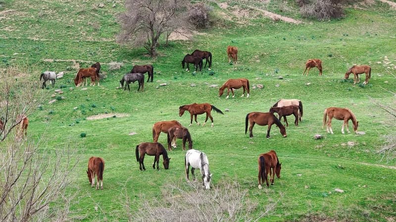 Along the Azadbash Waterfalls - 5