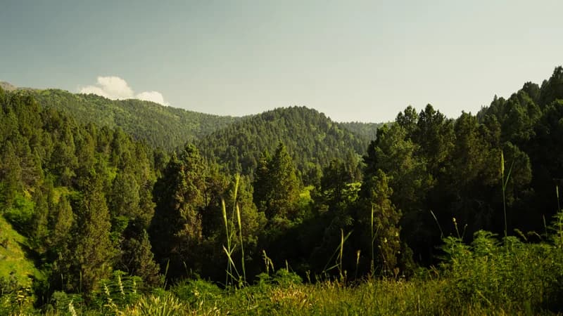 Blue Mountains - 2