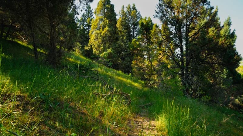 Blue Mountains - 3