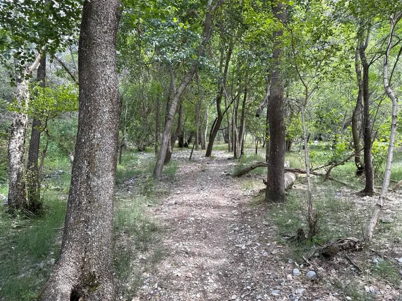 Koksu Campsite #12